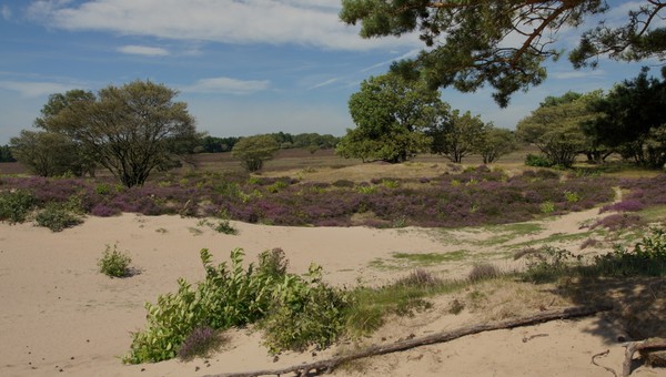 Zuiderheide